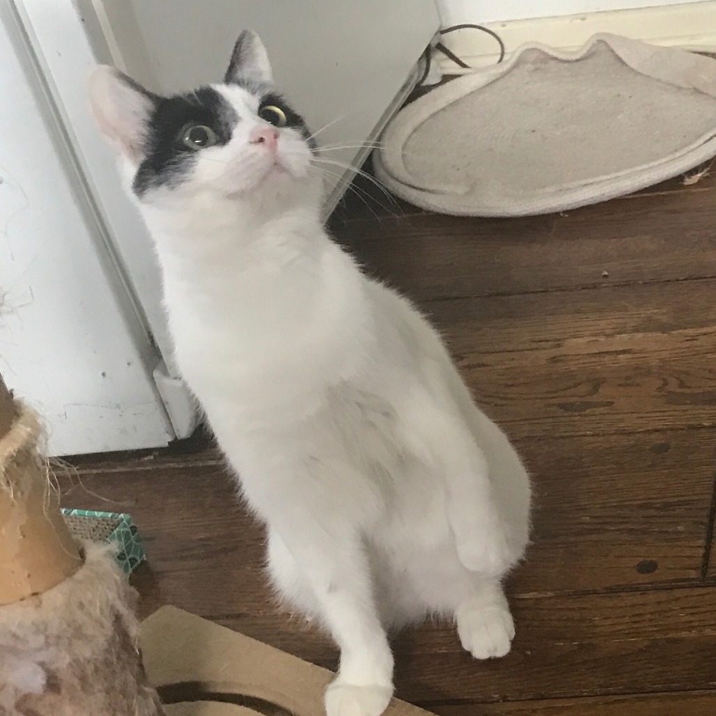 Figaro