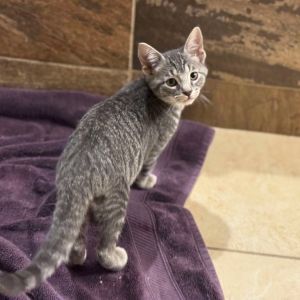 Do you need a snuggle buddy Because thats me Im Pancakes - a 3-month-old kitten with a heart ful