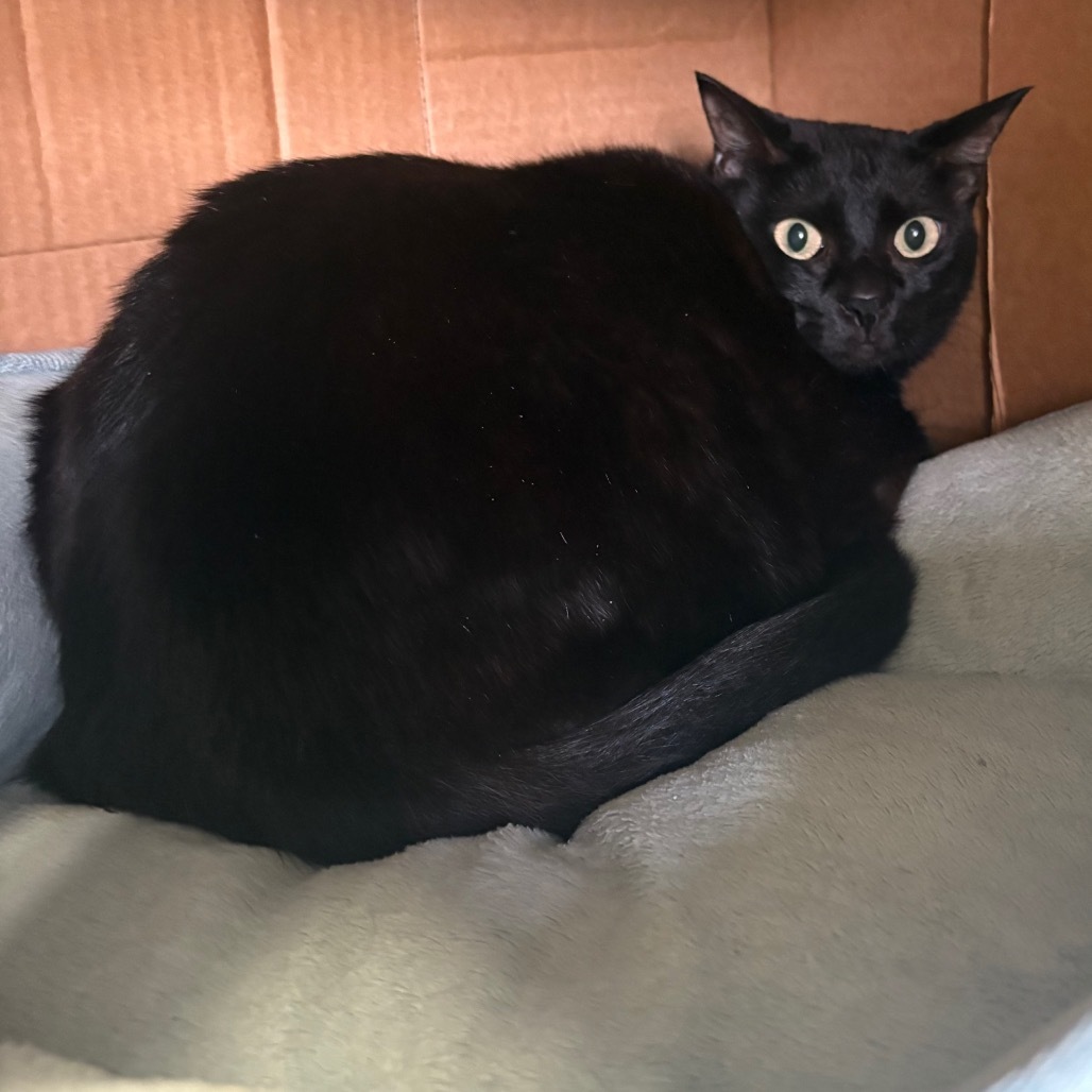 Bacon, an adoptable Domestic Short Hair in Wahiawa, HI, 96786 | Photo Image 1