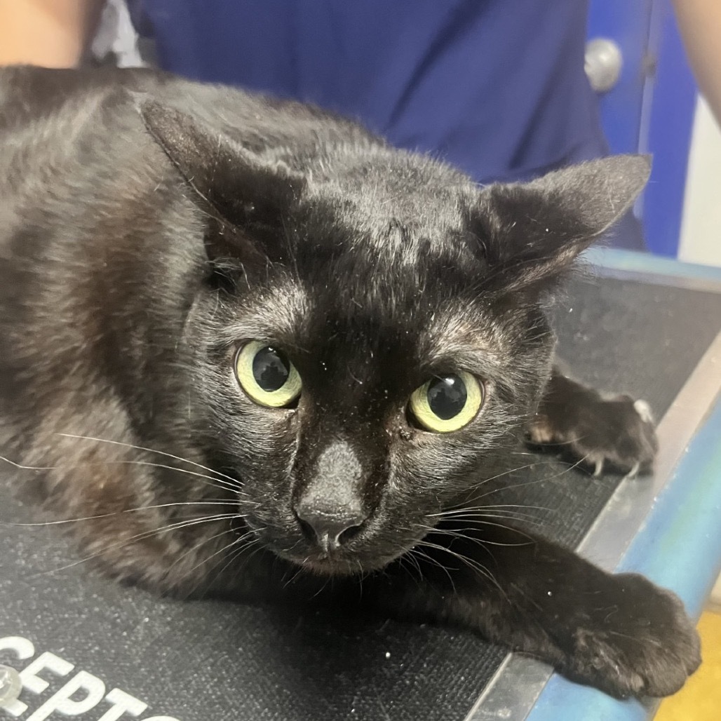 Bacon, an adoptable Domestic Short Hair in Wahiawa, HI, 96786 | Photo Image 2