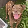 Brownie 7803 photo 1