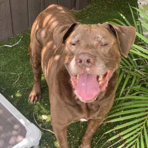 Brownie 7803, Senior Male Chocolate Labrador Retriever