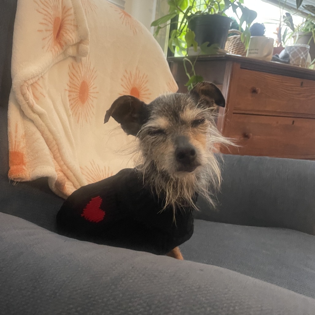 Nibbles 12916