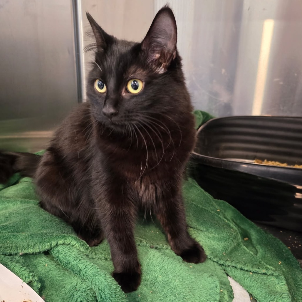 Bobbi, an adoptable Domestic Medium Hair in Talent, OR, 97540 | Photo Image 1