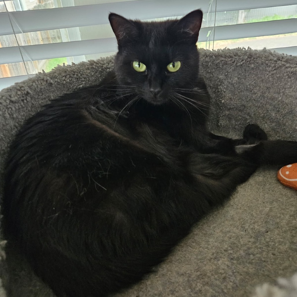 Rogue, an adoptable Domestic Short Hair in Talent, OR, 97540 | Photo Image 1