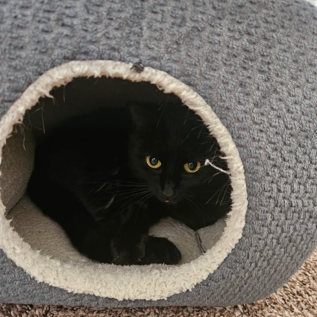 Rogue, an adoptable Domestic Short Hair in Talent, OR, 97540 | Photo Image 2