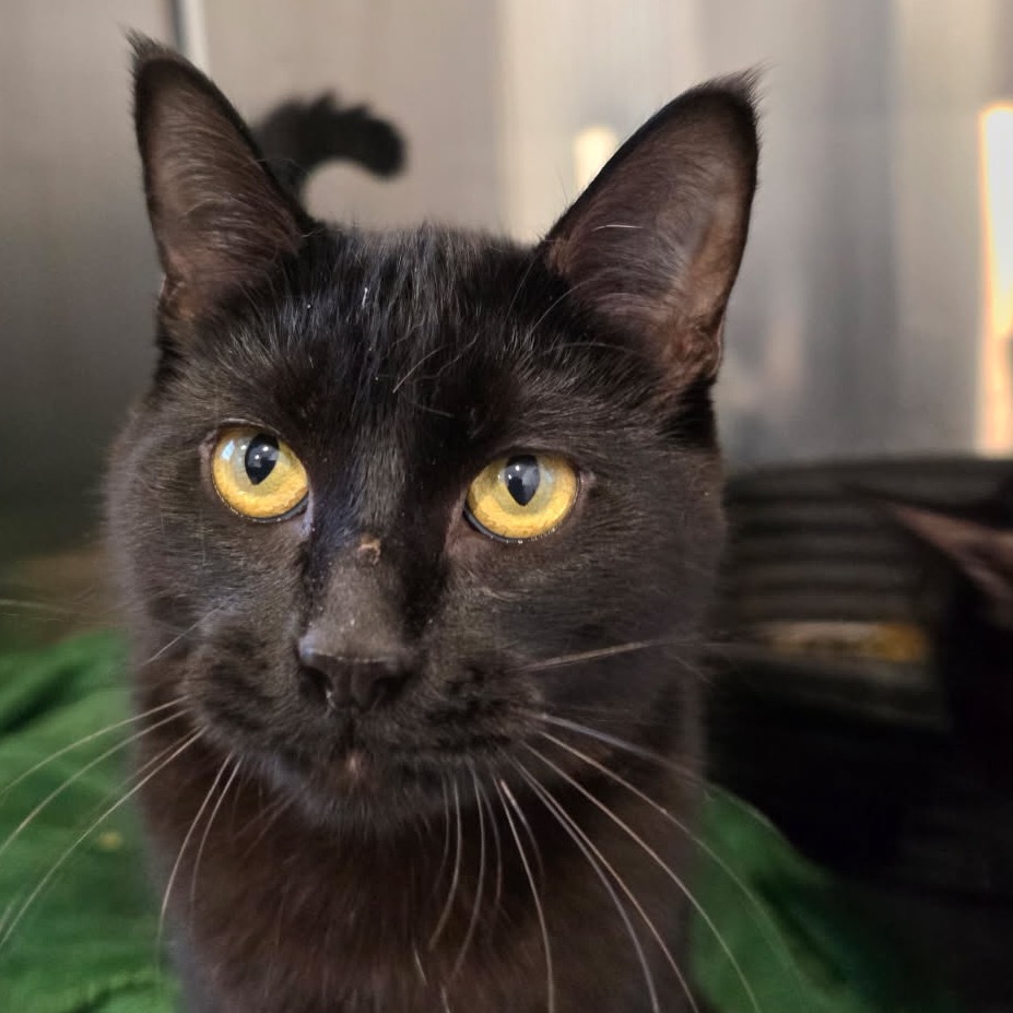 Nikki, an adoptable Domestic Medium Hair in Talent, OR, 97540 | Photo Image 1