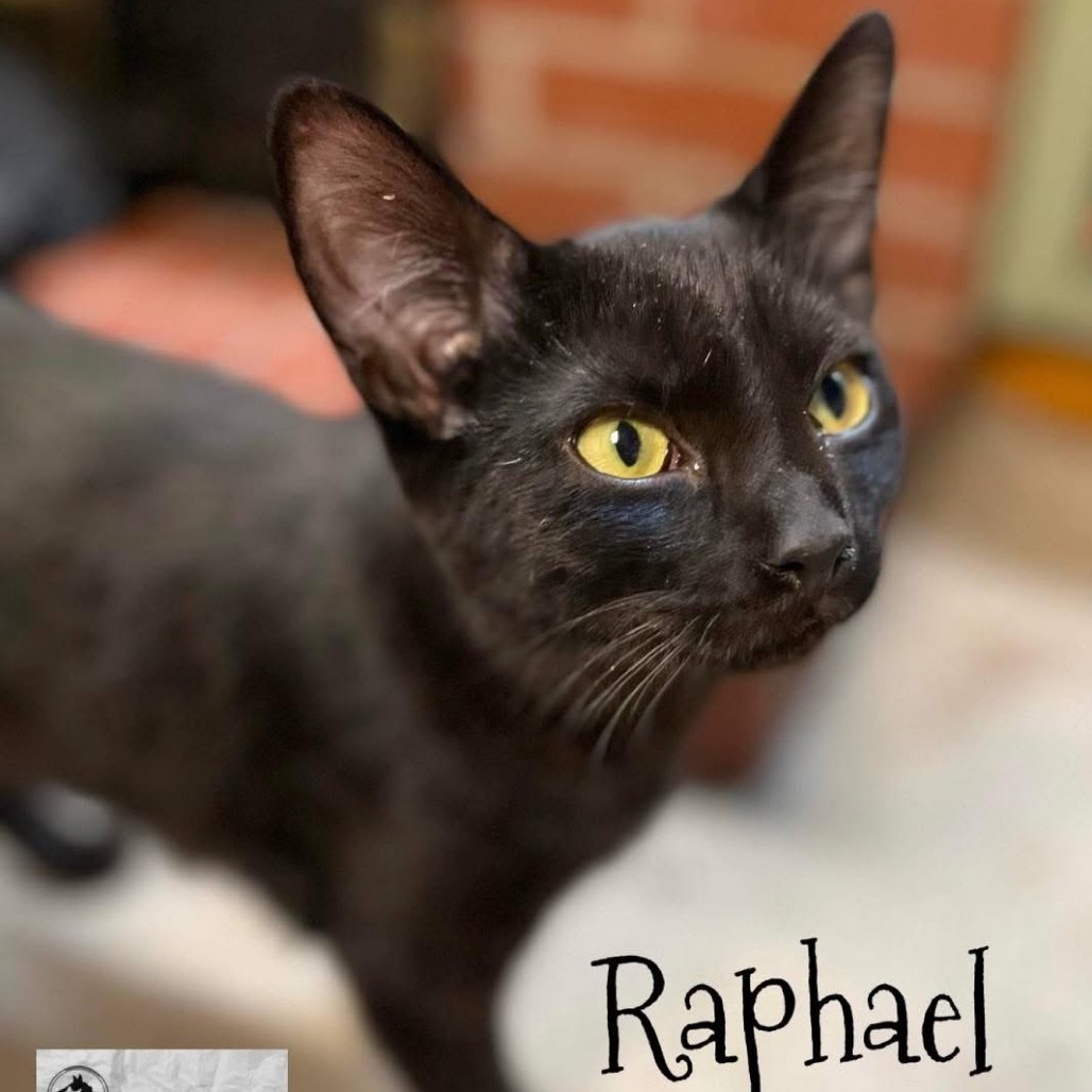 Raphael