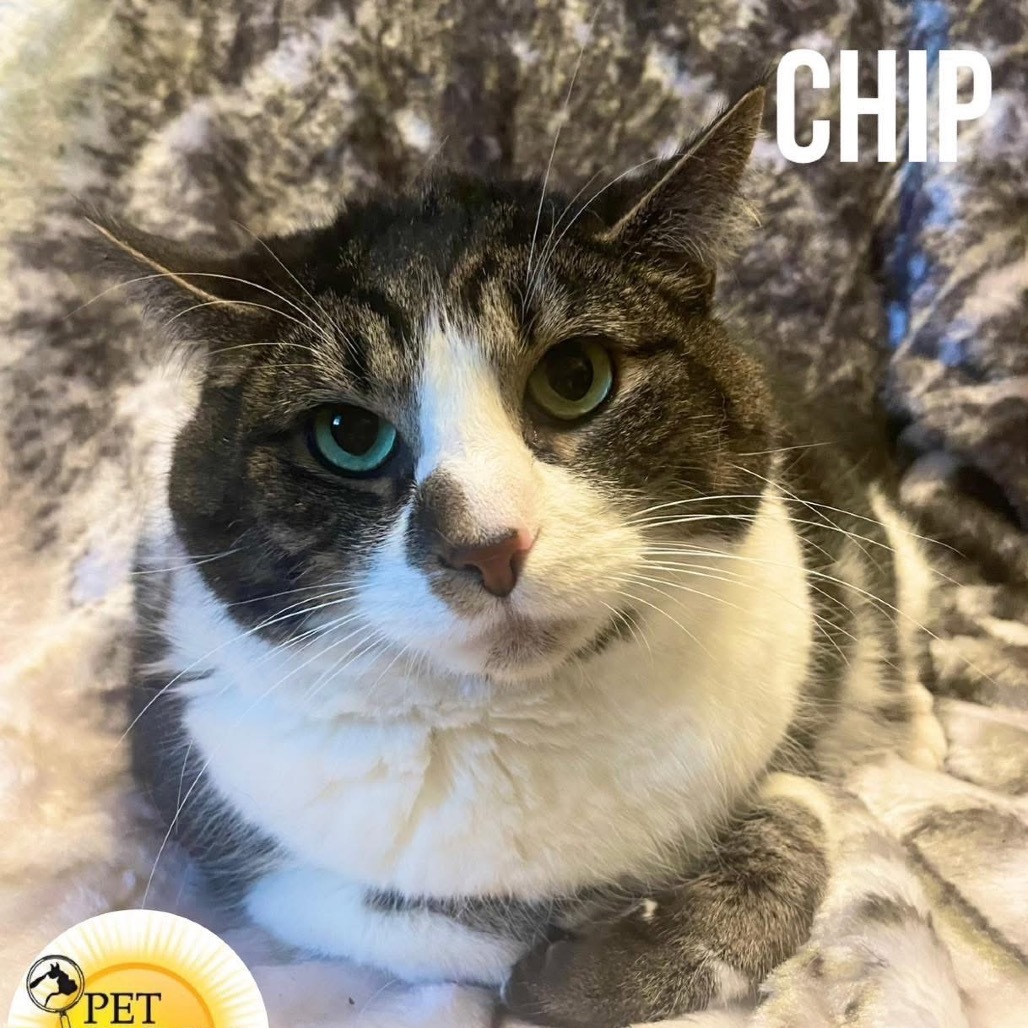 Chip