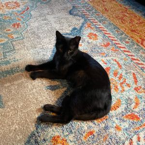 Mama, Young Female Domestic Short Hair