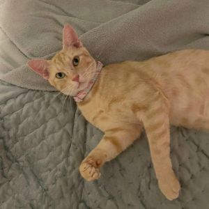 Dandy Dandelion is a social boy with gentle and trusting nature A charmer to the core Dandy come