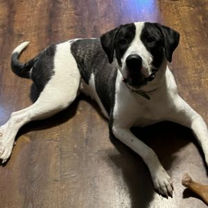 Zena FC Amy B, Adult Female Mixed Breed