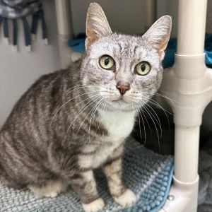 If you enjoy cats who chirp and trill then Duckie will sing her way right into your heart This bea