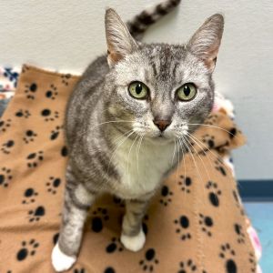 If you enjoy cats who chirp and trill then Duckie will sing her way right into your heart This bea
