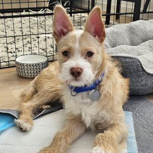 Scruff fan Check out Coco This adorable 8-month-old is as scruffy as they come Coco is more than 