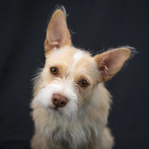 Scruff fan Check out Coco This adorable 9-month-old is as scruffy as they come Coco is more than 