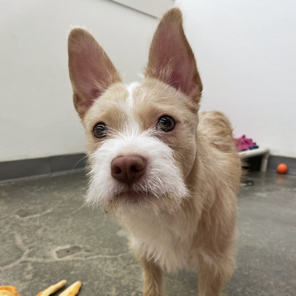 Coco