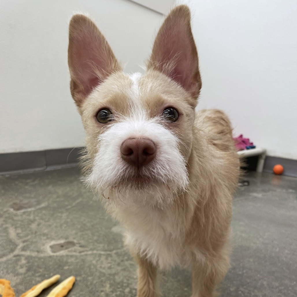 Coco