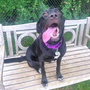 Fushigi, Adult Female Mixed Breed