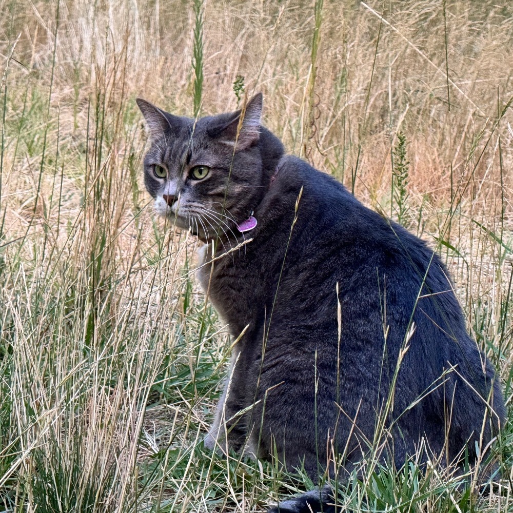 Phoenix, an adoptable American Shorthair in Mount Shasta, CA, 96067 | Photo Image 1