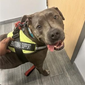 Kali, Adult Female Mixed Breed