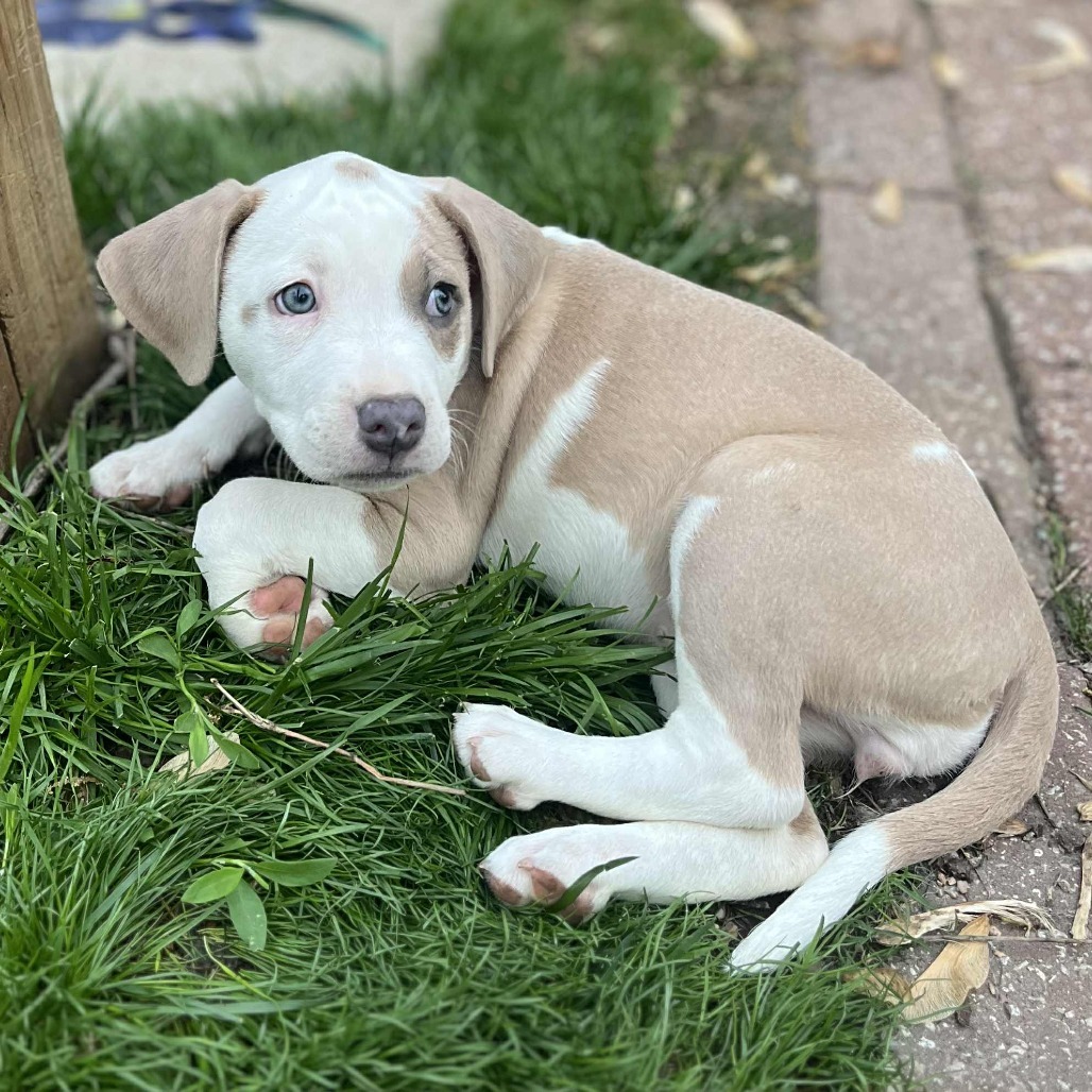 Pistol
