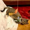 Miracle photo 1