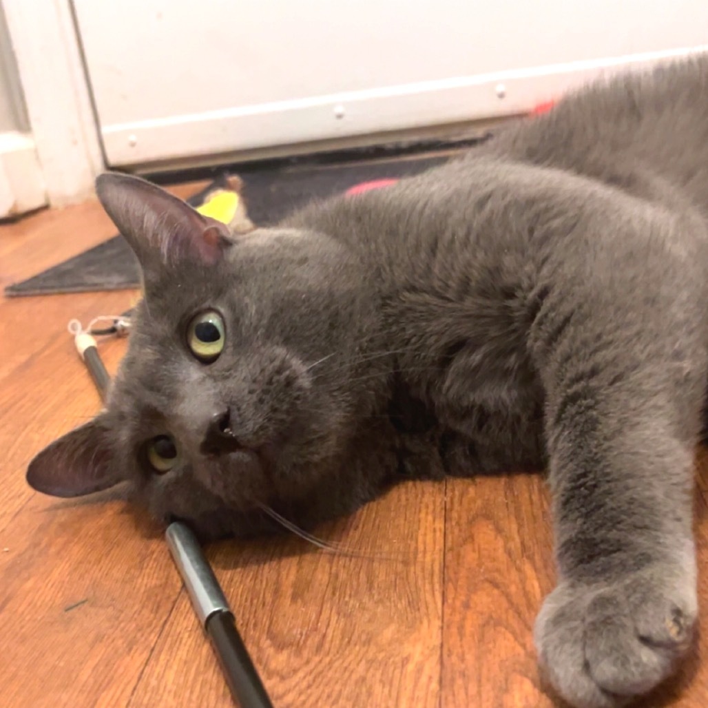 Whiskers, an adoptable Chartreux in South Elgin, IL, 60177 | Photo Image 1