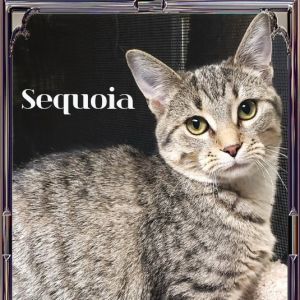 Sequoia, Adult Female unknown