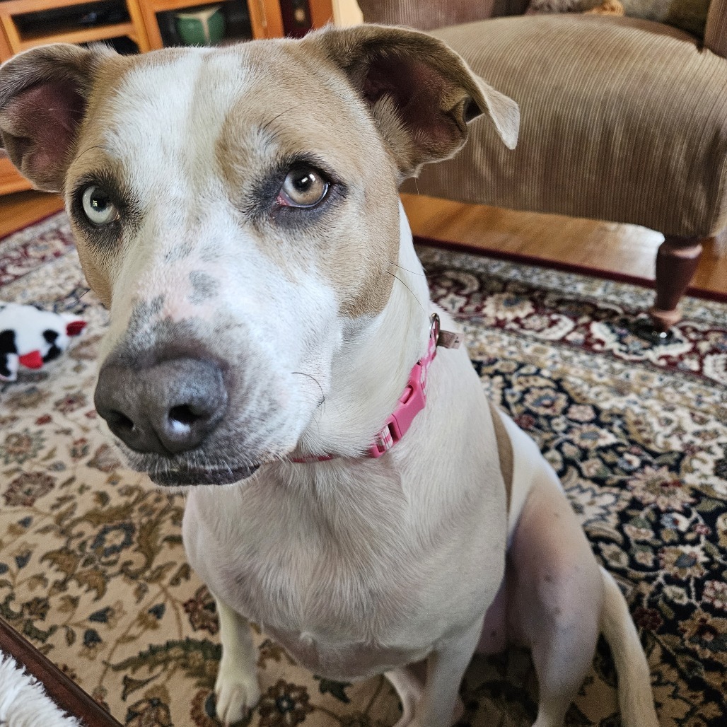 Taffy