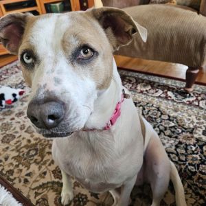 Taffy, Adult Female unknown