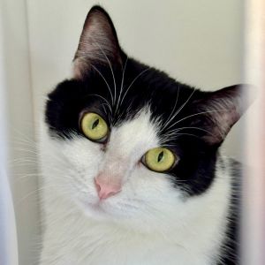 Oreo, Adult Female Domestic Short Hair