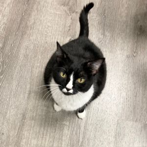 Chicago, Senior Male Domestic Short Hair