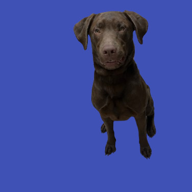 TUSC-Stray-80265