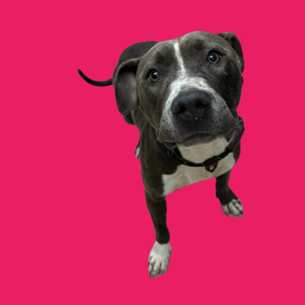 TUSC-Stray-80261