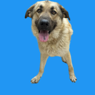 TUSC-Stray-80264