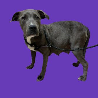 TUSC-Stray-80266