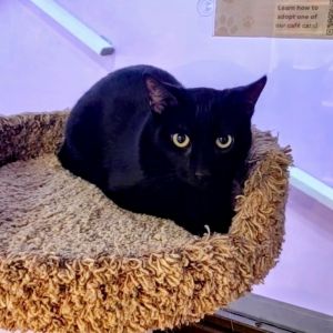 Midnight, Adult Female unknown