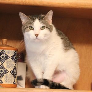 Riley, Senior Female Domestic Short Hair