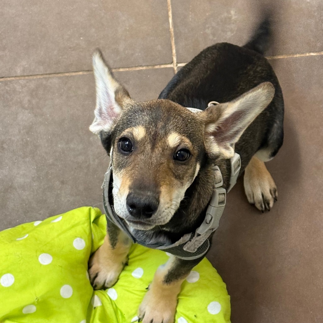 Taupe - Loves Dogs & People
