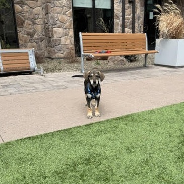 Taupe - Loves Dogs & People