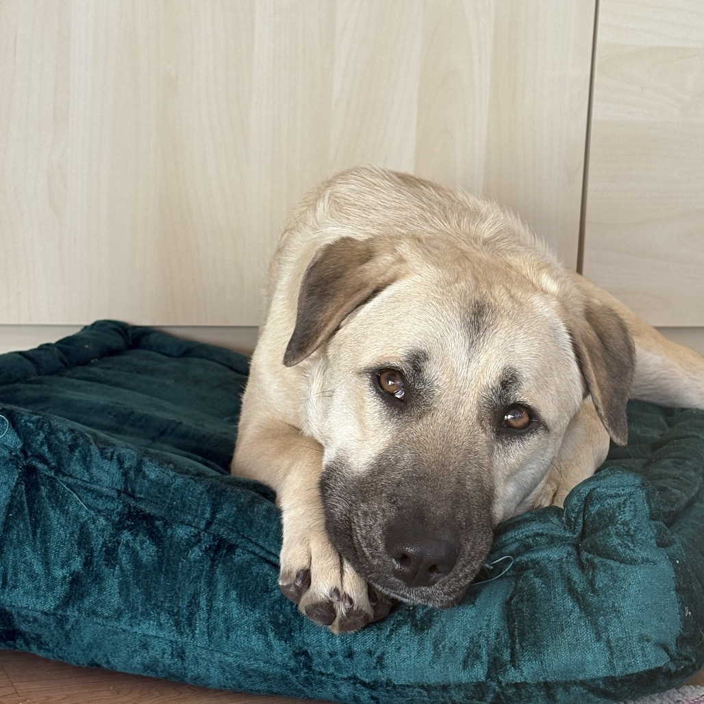 Luana - Loves Dogs, Potty Trained! Adopt $0