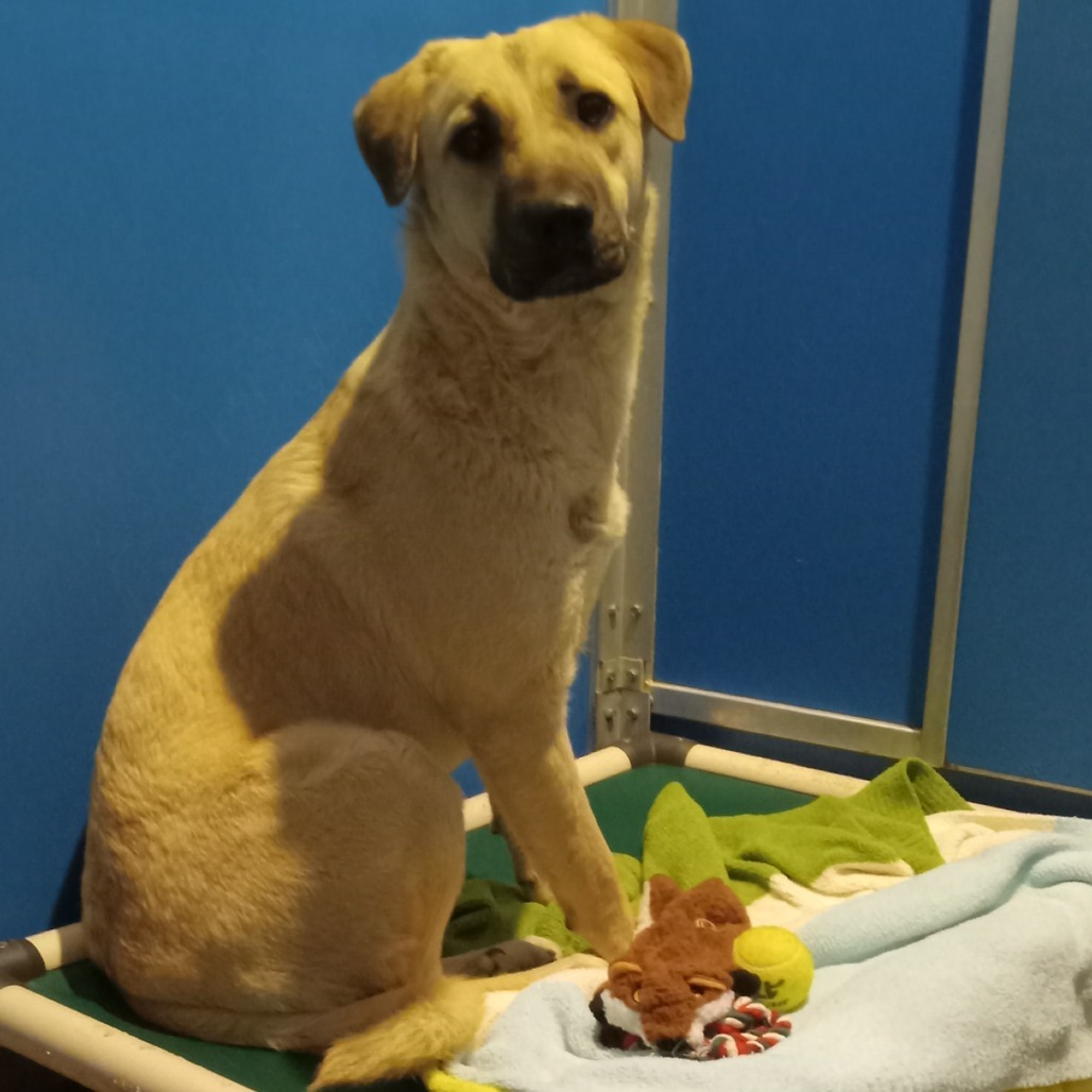Luana - Loves Dogs, Potty Trained! Adopt $0