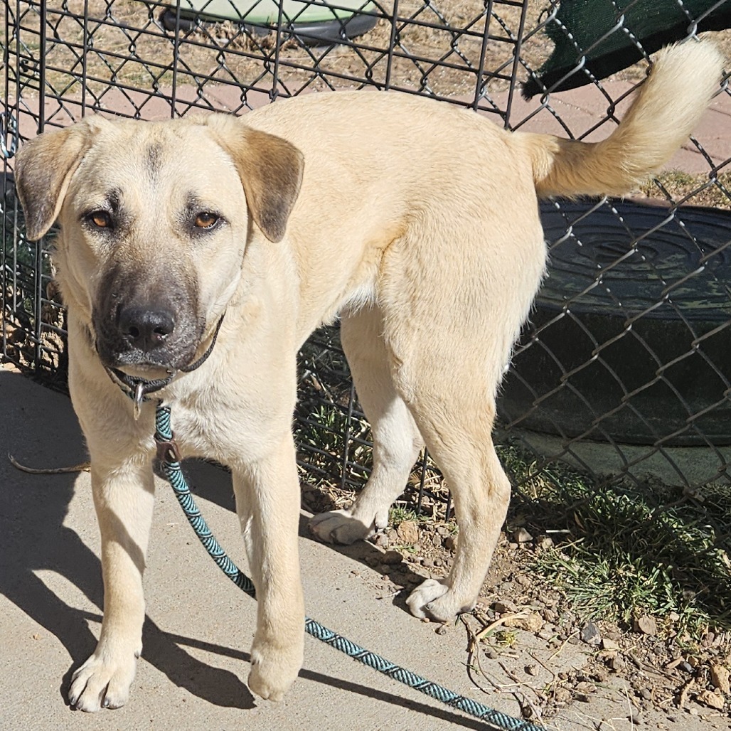 Luana - Loves Dogs, Potty Trained! Adopt $0