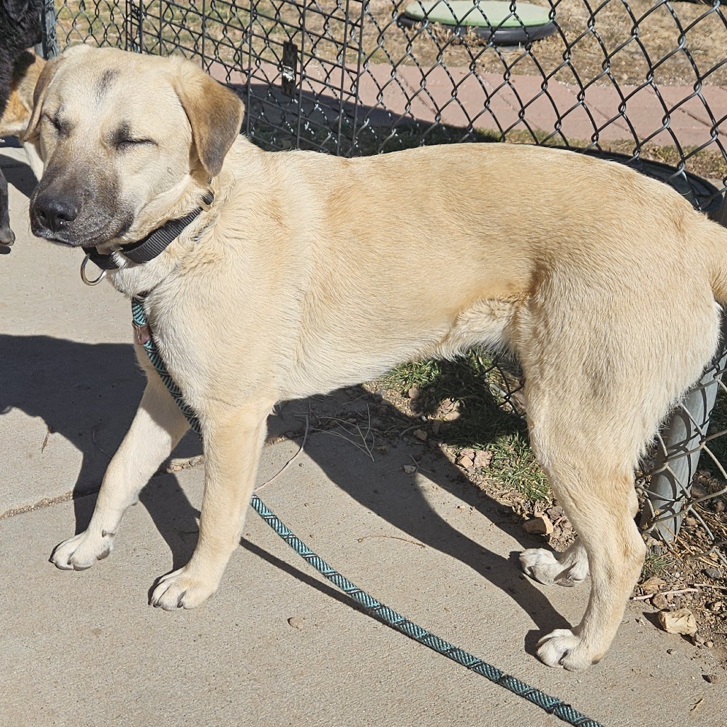 Luana - Loves Dogs, Potty Trained! Adopt $0