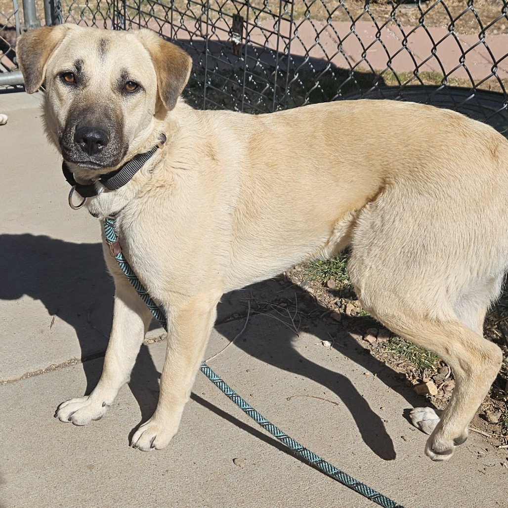 Luana - Loves Dogs, Potty Trained! Adopt $0