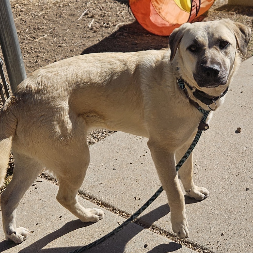 Luana - Loves Dogs, Potty Trained! Adopt $0