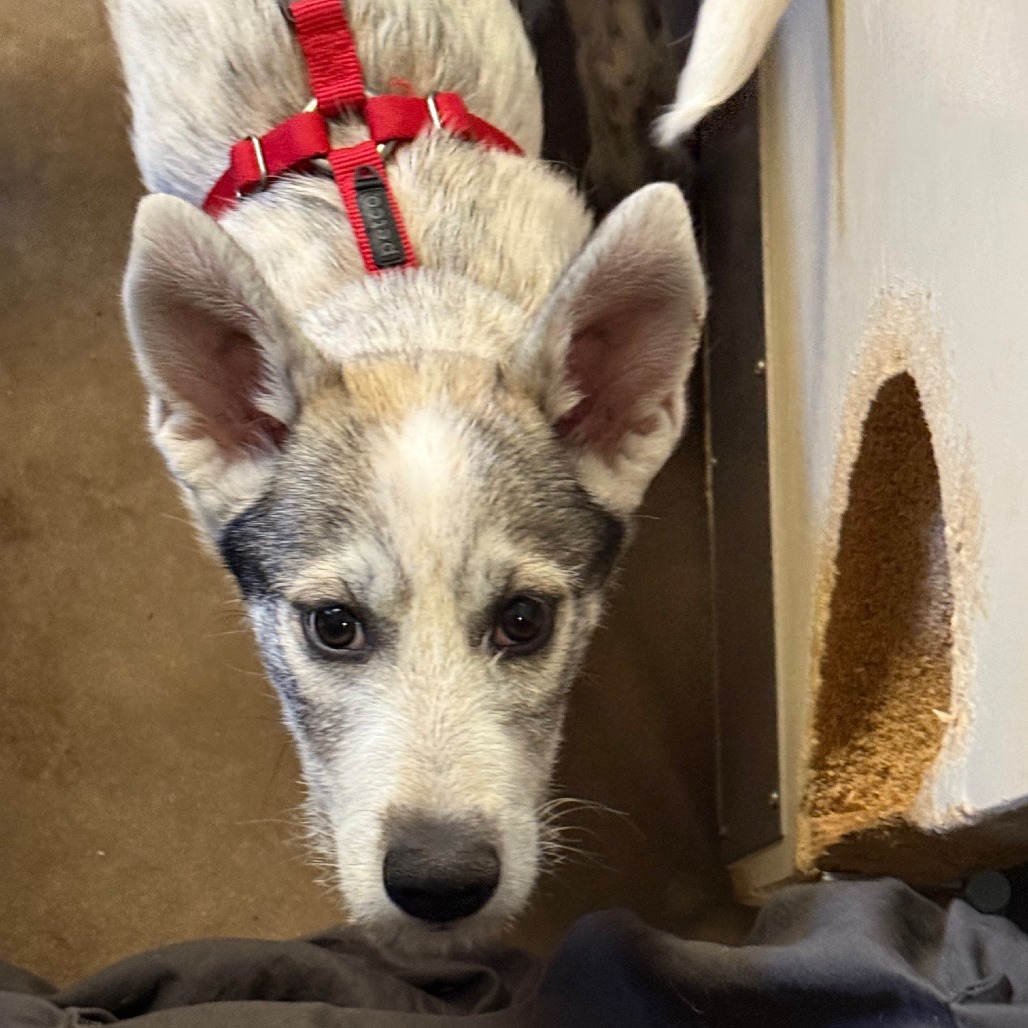 Periwinkle - Loves People & Dogs!