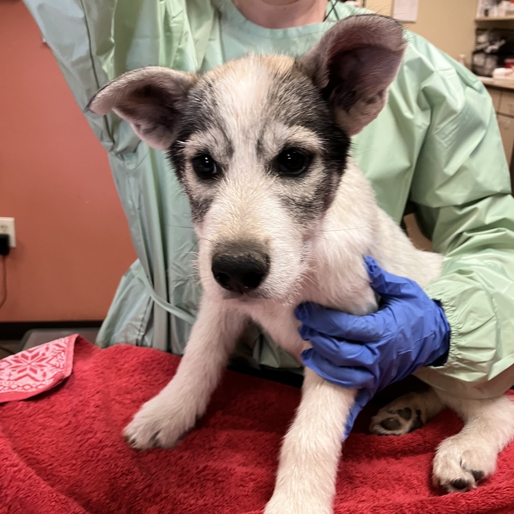 Periwinkle - Loves People & Dogs!
