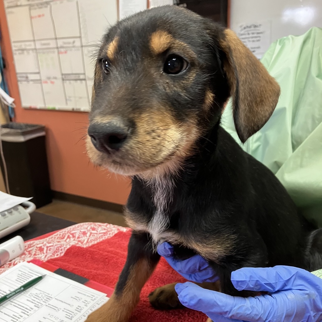 Copper - Loves Dogs & Cuddles!